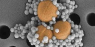 Une vue au microscope électronique de trois bactéries du staphylocoque doré (colorées en jaune) entourées de nanobilles magnétiques. © Harvard's Wyss Institute