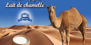 Leche de camello