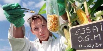 Ama-GMO azokhipha isintu emva kwezizukulwane ze-3