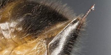 Bijengif als een behandeling tegen kanker en aids