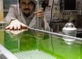 Bio-bitume à base de micro-algues
