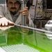 I-Bio-bitumen esekelwe kwi-micro-algae