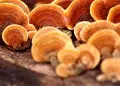 Come i funghi adattogeni possono migliorare il tuo benessere