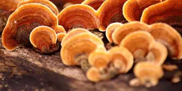 Comment les champignons adaptogènes peuvent améliorer votre bien-être