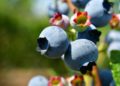 blueberries-Photo by dayamay on Pixabay