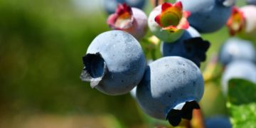 blueberries-Picha na dayamay kwenye Pixabay