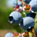 blueberries-Photo by dayamay on Pixabay